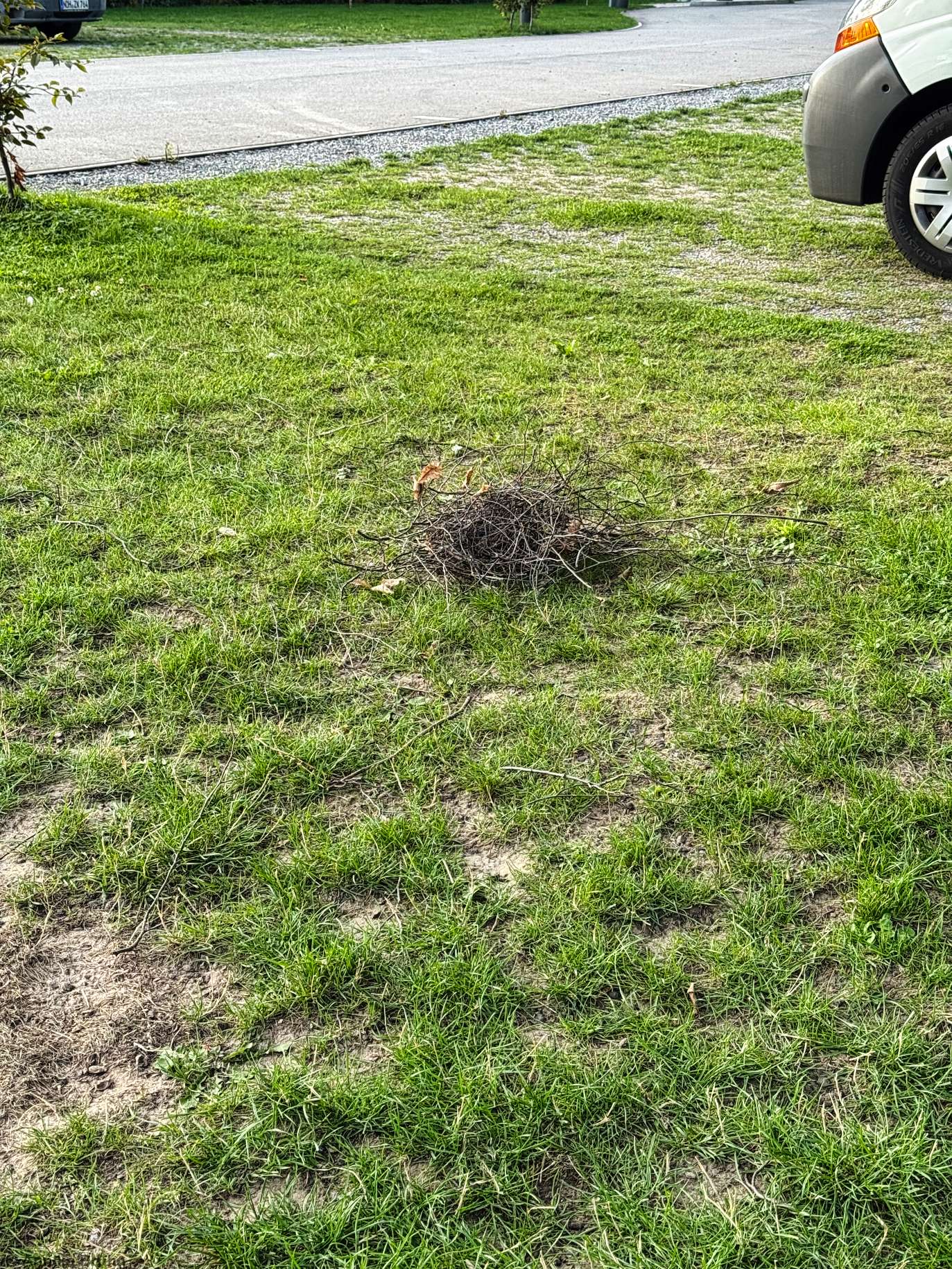 Traurig das Nest ist heruntergefallen